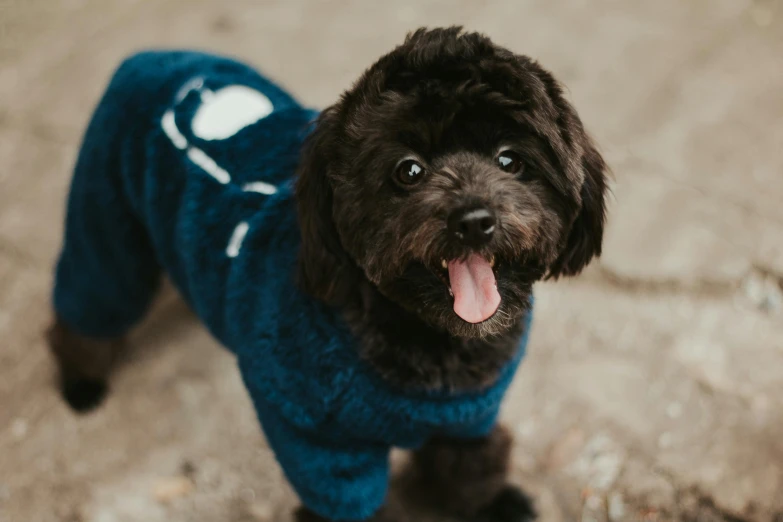 a small black dog wearing a blue sweater, unsplash, detailed clothing, smiley, wearing wool suit, thumbnail