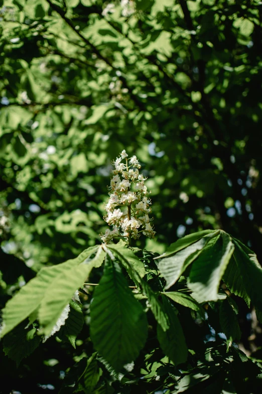 a tree filled with lots of green leaves, inspired by Elsa Bleda, unsplash, hurufiyya, white flower, medium format, brown flowers, canopee