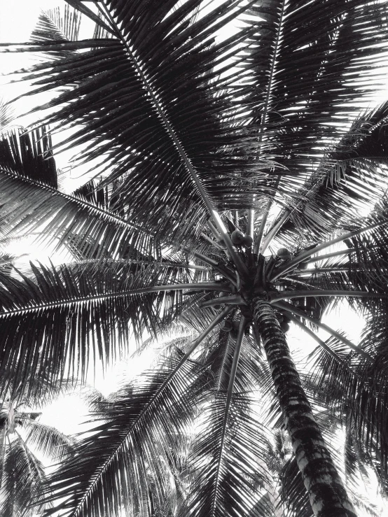 a black and white photo of a palm tree, coconuts, instagram picture, botanical, canopy