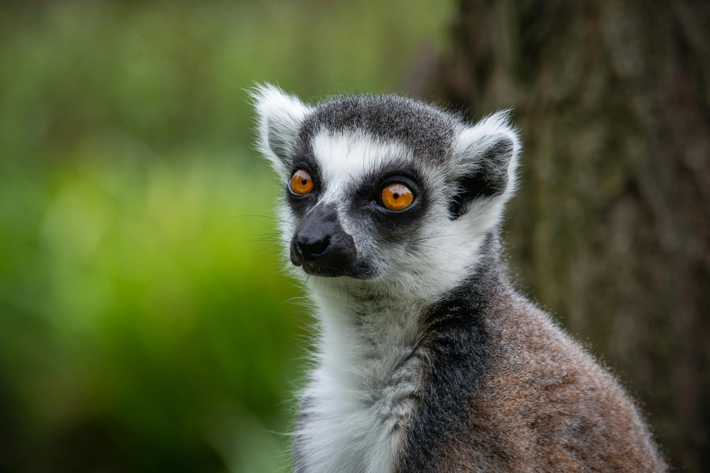 a close up of a lemur looking at the camera, a portrait, pexels contest winner, renaissance, calmly conversing 8k, grey, madagascar, australian