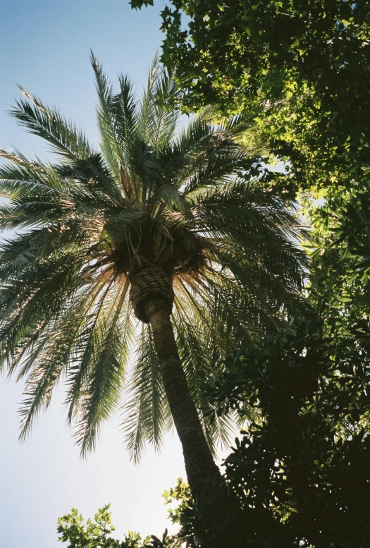 a palm tree in the middle of a forest, over the shoulder view, al - qadim, pictured from the shoulders up, lush surroundings