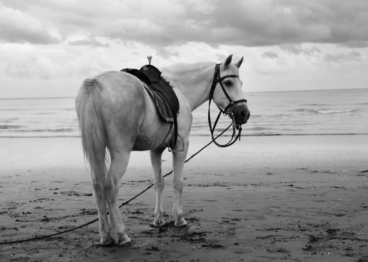 a white horse standing on top of a sandy beach, a black and white photo, harness, on a cloudy day, near the seashore, full res