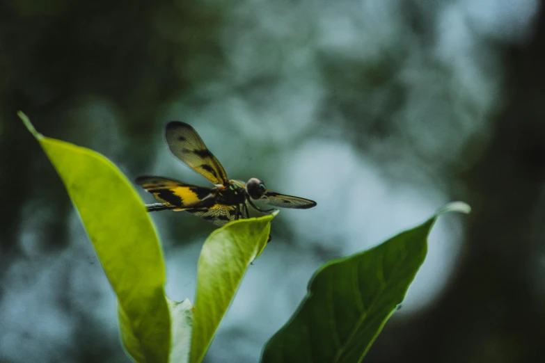 a dragonfly sitting on top of a green leaf, pexels contest winner, yellow and green, avatar image, cinematic, historical photo