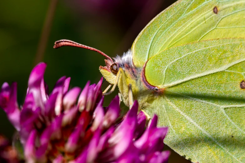 a close up of a butterfly on a flower, a macro photograph, by Brian Thomas, shutterstock, green magenta and gold, brimstone, low detail, idyllic