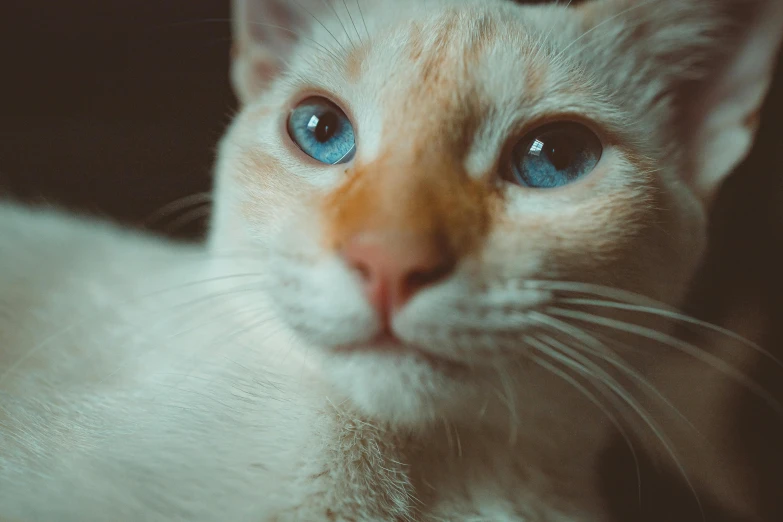 a close up of a cat with blue eyes, a photo, trending on unsplash, renaissance, albino, “portrait of a cartoon animal, a blond, portrait shot 8 k