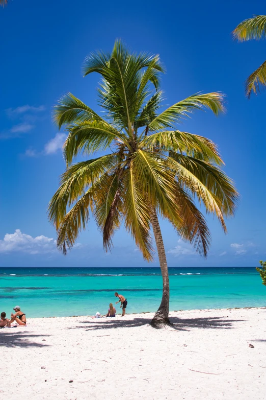 a group of people sitting on top of a sandy beach, a palm tree, carribean turquoise water, square, luxury