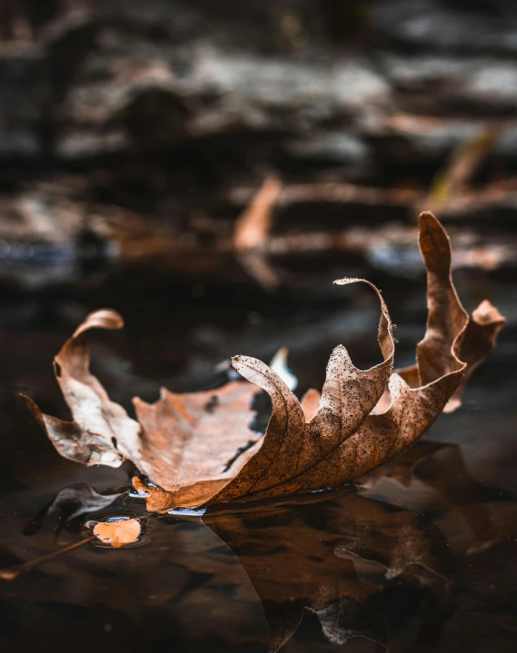 a leaf floating on top of a body of water