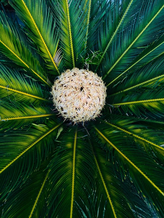 a bird's eye view of a palm tree, by Jan Rustem, unsplash, hurufiyya, inside the flower, very high bloom ammount, profile image, multiple stories