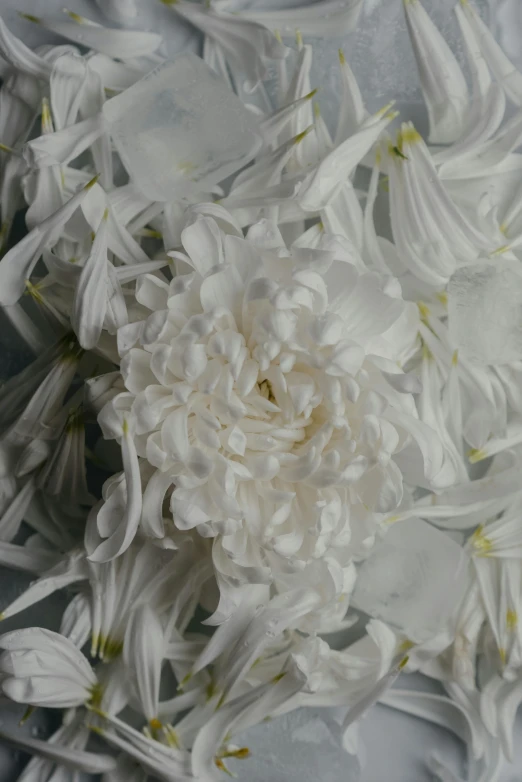 a bunch of white flowers sitting on top of a table, an ultrafine detailed painting, inspired by Cy Twombly, unsplash, photorealism, clear detailed view, chrysanthemum eos-1d, made of silk paper, ultrafine detail ”