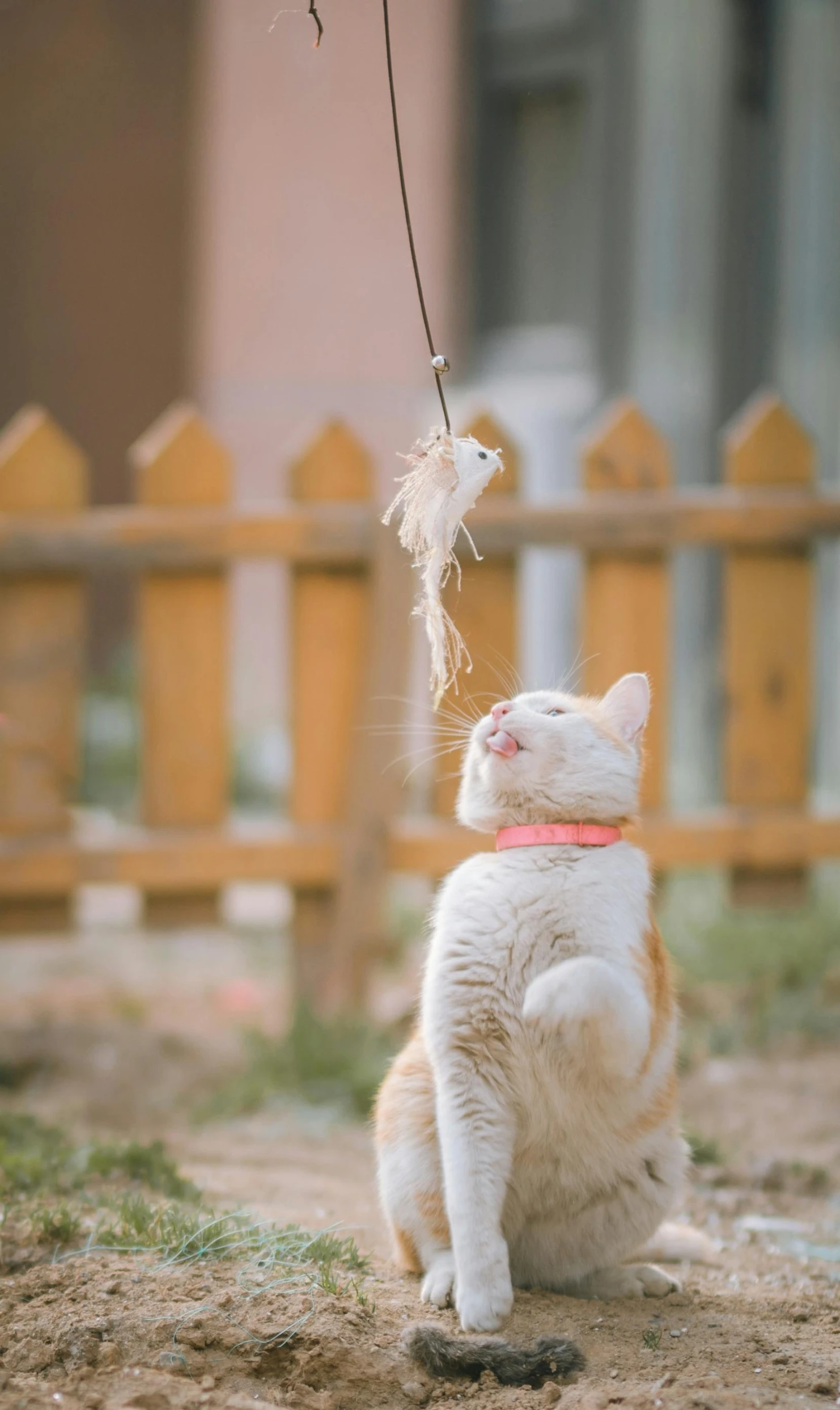 a white cat sitting on top of a dirt field