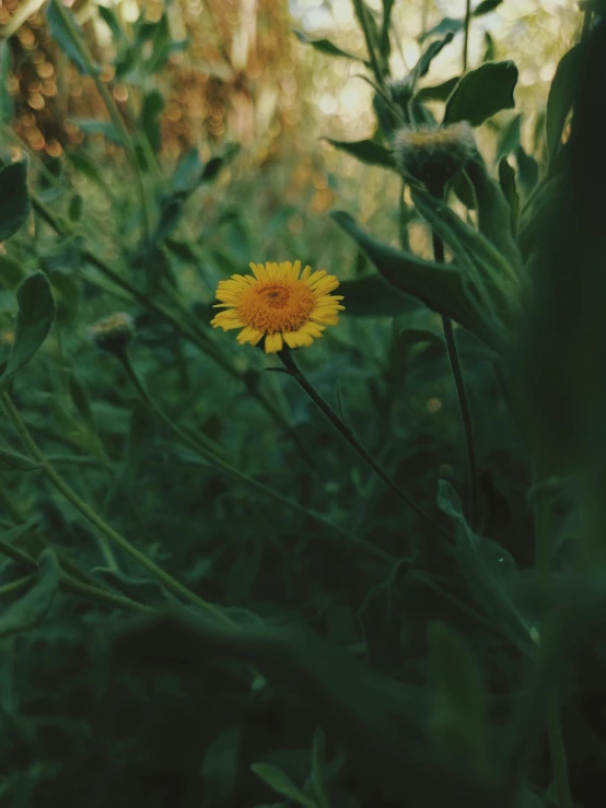 a yellow flower sitting on top of a lush green field, a picture, inspired by Elsa Bleda, unsplash, trending on vsco, ultra realistic 8k octan photo