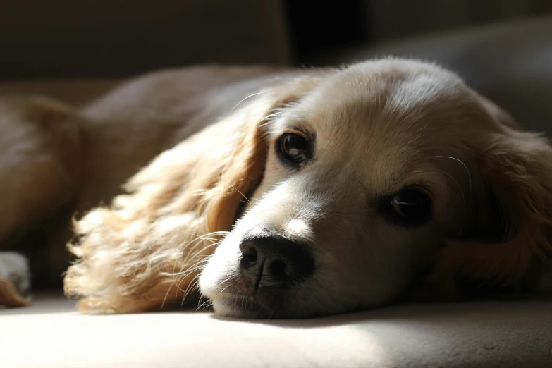 a close up of a dog laying on a couch, pexels contest winner, soft backlight, slightly golden, upset, in the sun