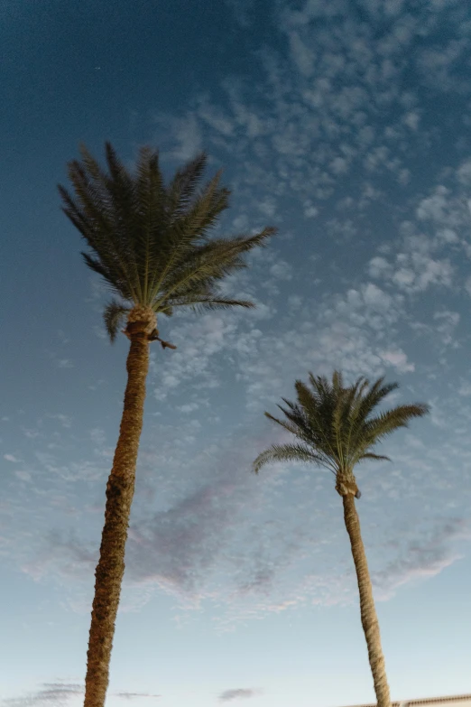 a couple of palm trees sitting on top of a sandy beach, a picture, unsplash, arabesque, full frame image, luxor, evening sky, less detailing