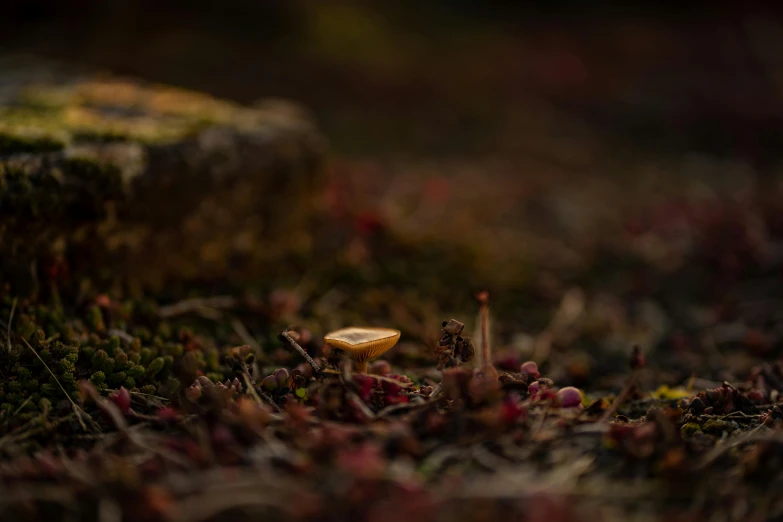 a ring sitting on top of a moss covered ground, a macro photograph, by Filip Hodas, land art, mushroom cap, low iso, tiny village, evening lighting