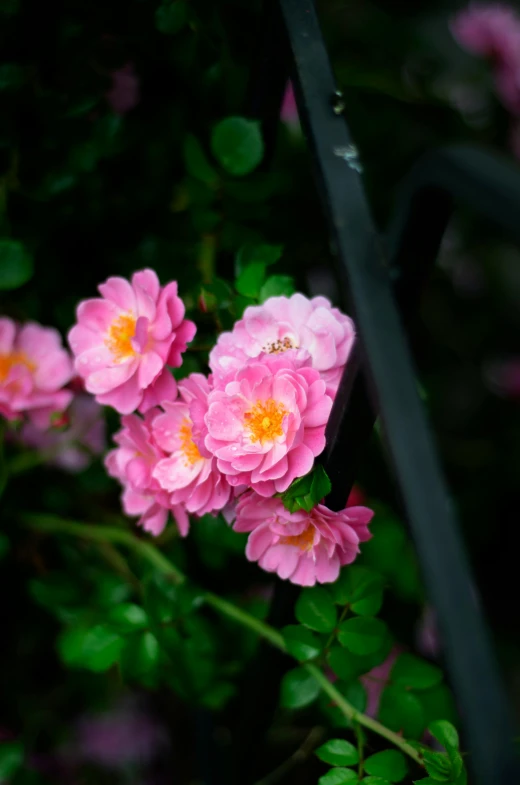 a close up of a bunch of pink flowers, by Reuben Tam, unsplash, flowering vines, rosa bonheurn, color image