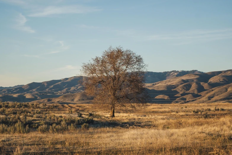 a lone tree in a field with mountains in the background, by Jessie Algie, unsplash contest winner, oak trees and dry grass, idaho, under the soft shadow of a tree, background image