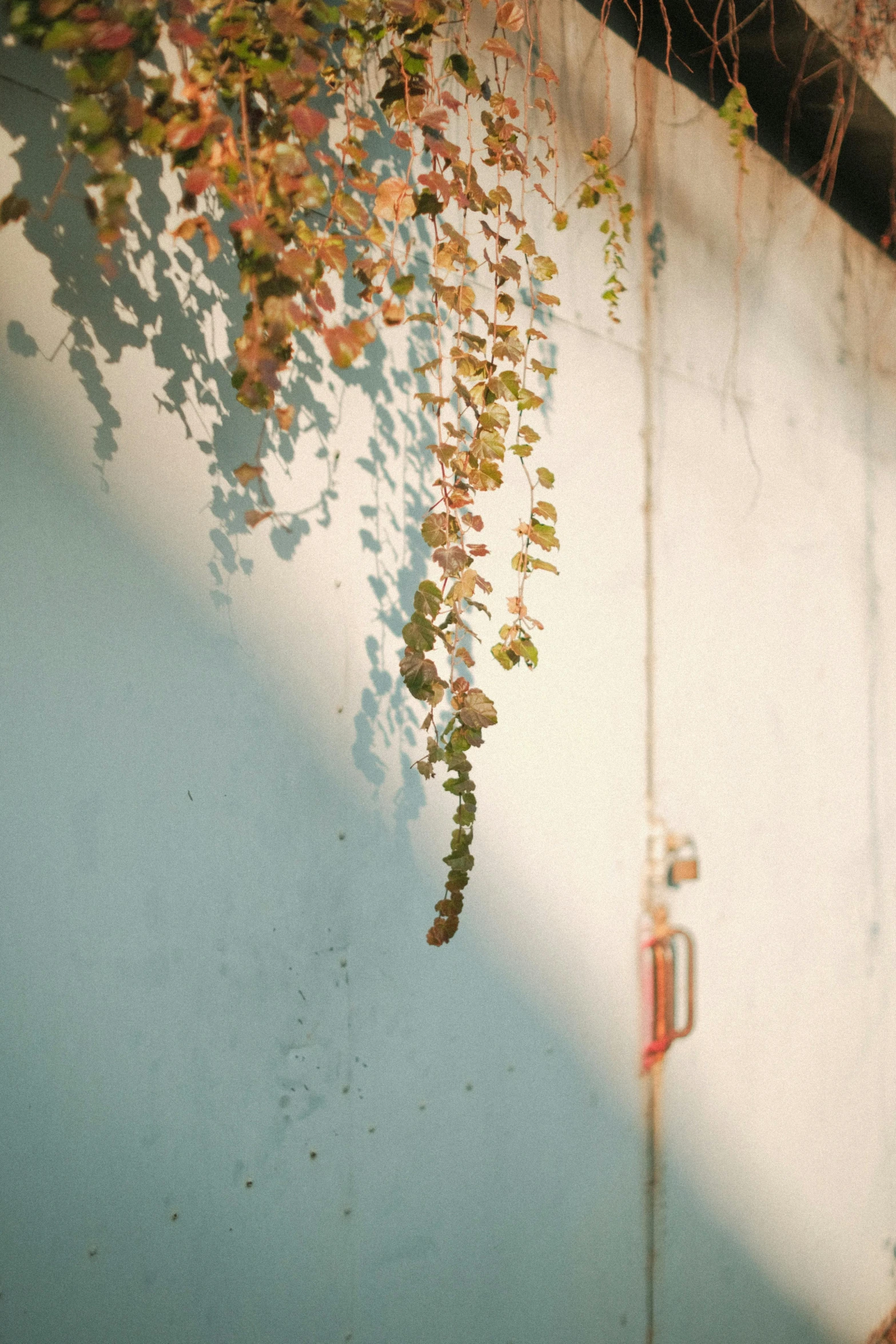 a man riding a skateboard up the side of a wall, a picture, inspired by Elsa Bleda, unsplash, conceptual art, with a few vines and overgrowth, sunfaded, rinko kawauchi, morning detail