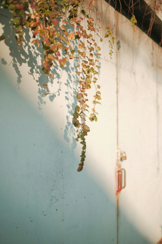 a man riding a skateboard up the side of a wall, a picture, inspired by Elsa Bleda, unsplash, conceptual art, with a few vines and overgrowth, sunfaded, rinko kawauchi, morning detail