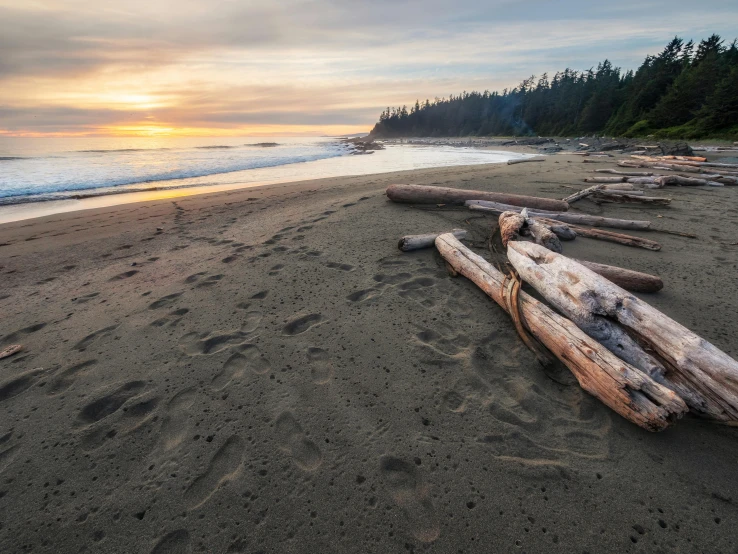 a log laying on top of a beach next to the ocean, by Chris Rallis, unsplash contest winner, land art, cascadian, on the beach during sunset, dead tree forest, beach is between the two valleys