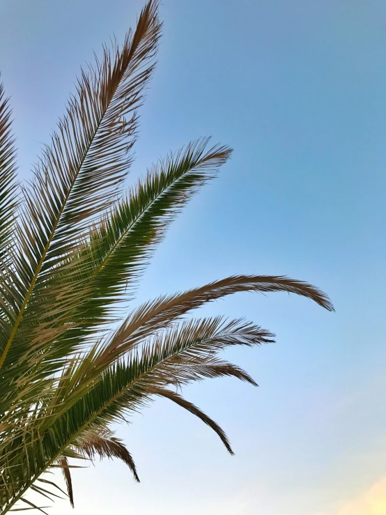 a palm tree in front of a body of water, an album cover, trending on unsplash, cloudless blue sky, worm\'s eye view, # nofilter, evening time