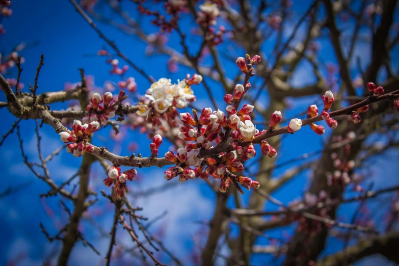 a tree with pink and white flowers against a blue sky, a photo, unsplash, renaissance, avatar image, red brown and white color scheme, buds, instagram post