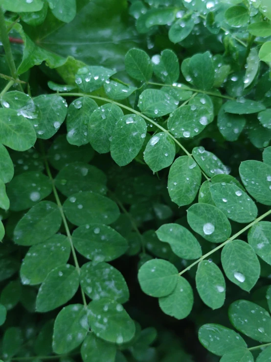 a close up of a plant with water droplets on it, a digital rendering, trending on pexels, hurufiyya, moringa oleifera leaves, thumbnail, festivals, it\'s raining