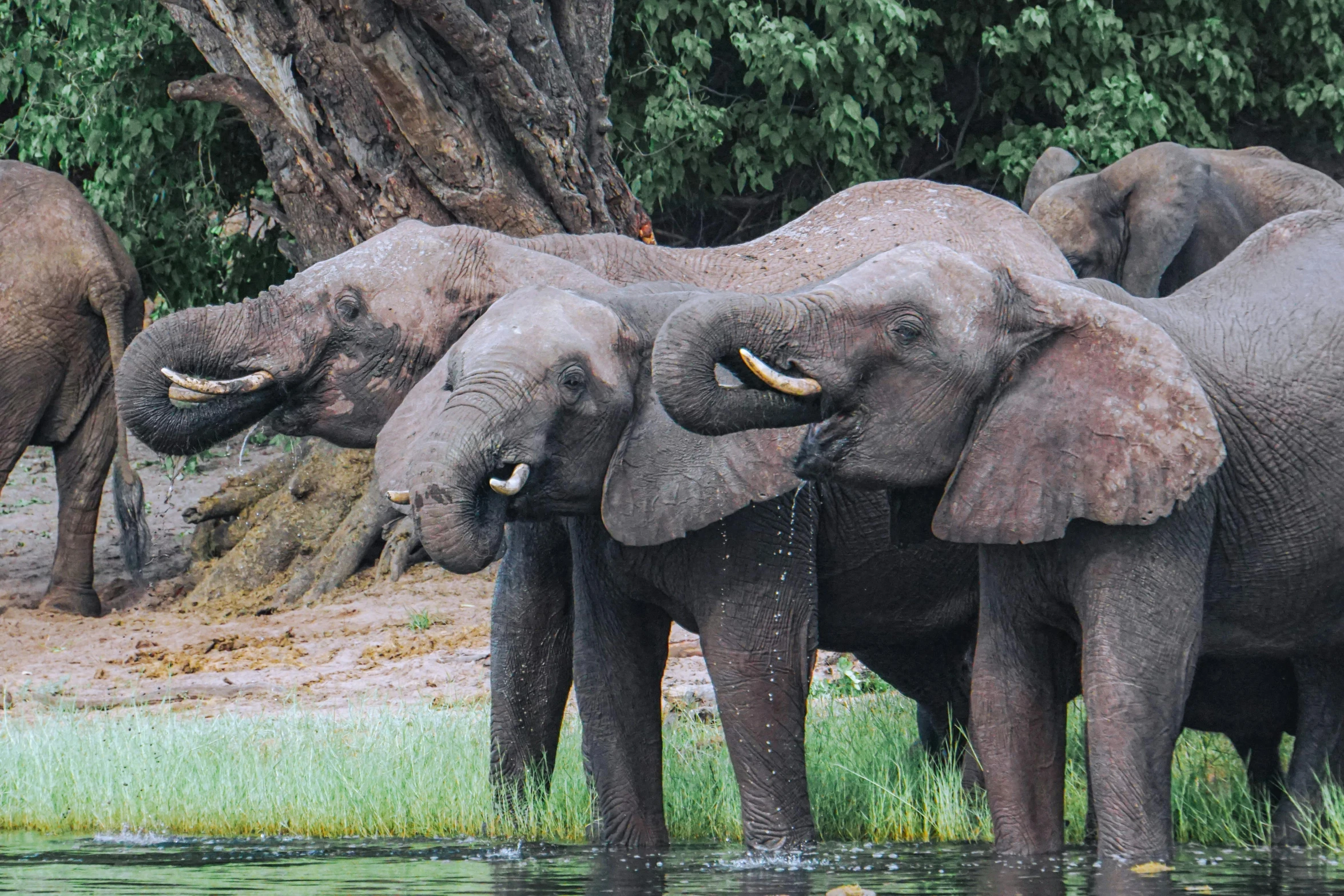 a herd of elephants standing next to a body of water, by Will Ellis, hurufiyya, up-close, drinking, well preserved, laura zalenga