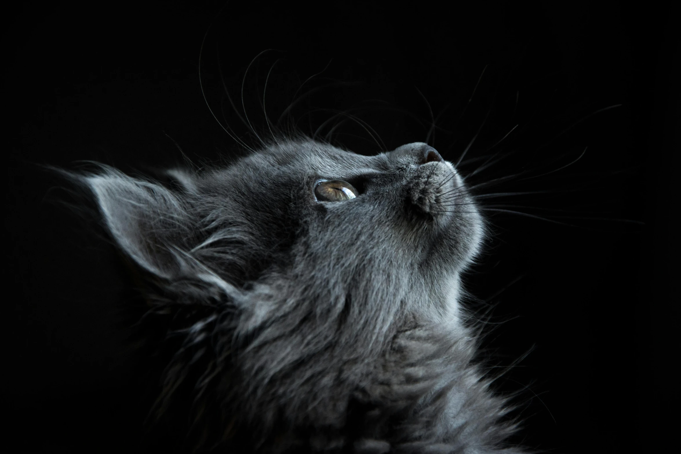 a close up of a cat looking up, by Adam Marczyński, black, in profile, medium format. soft light, grey