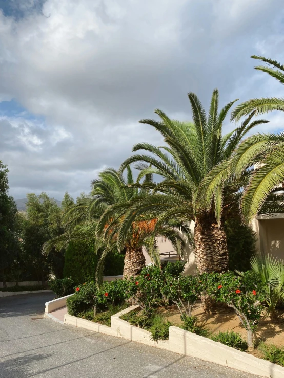 a couple of palm trees in front of a house, by Lynn Pauley, unsplash, les nabis, lots of oak and olive trees, # nofilter, panorama view, 3/4 front view