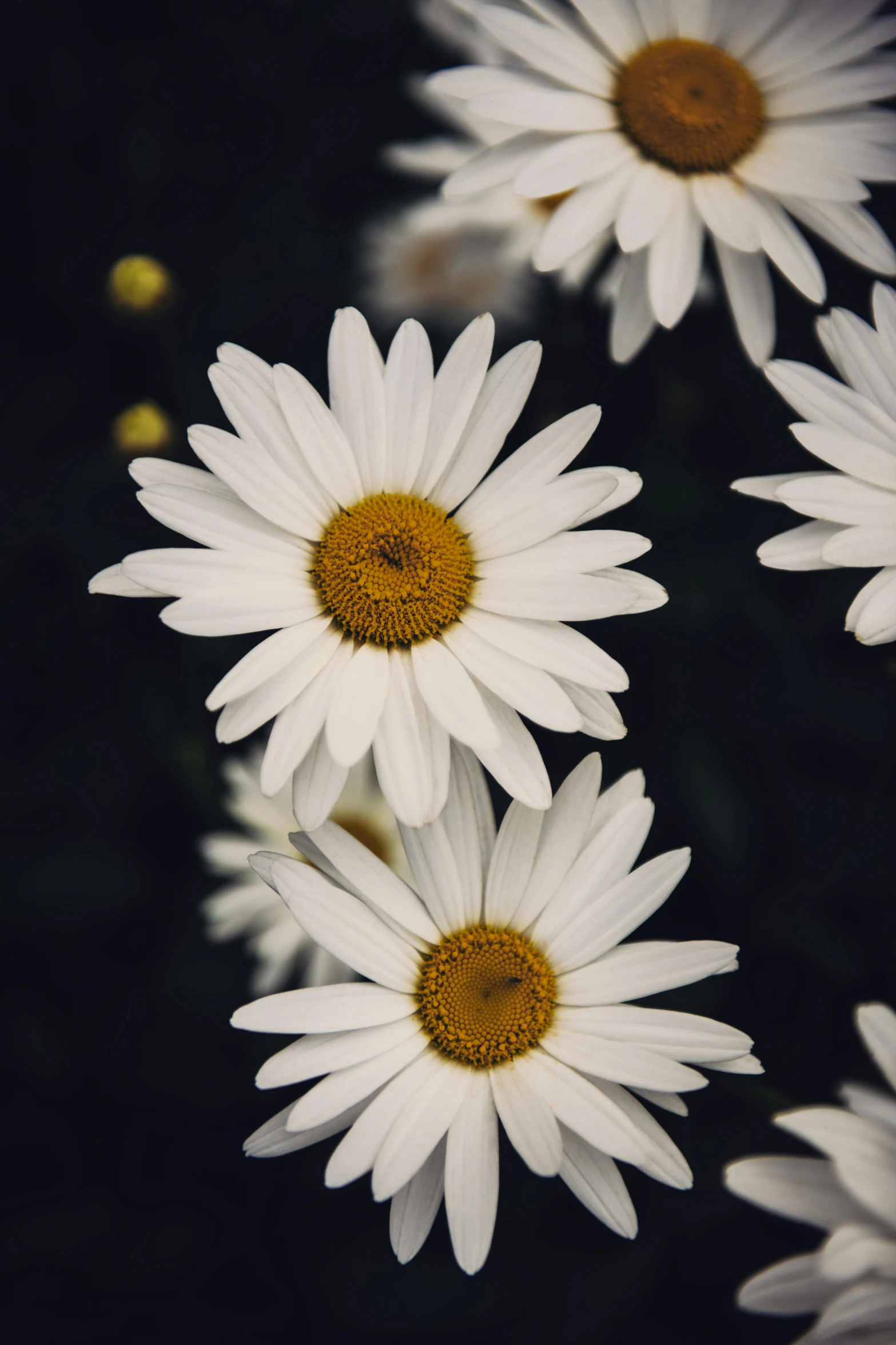 a bunch of white flowers with yellow centers, trending on unsplash, multiple stories, night mood, closeup photo, album