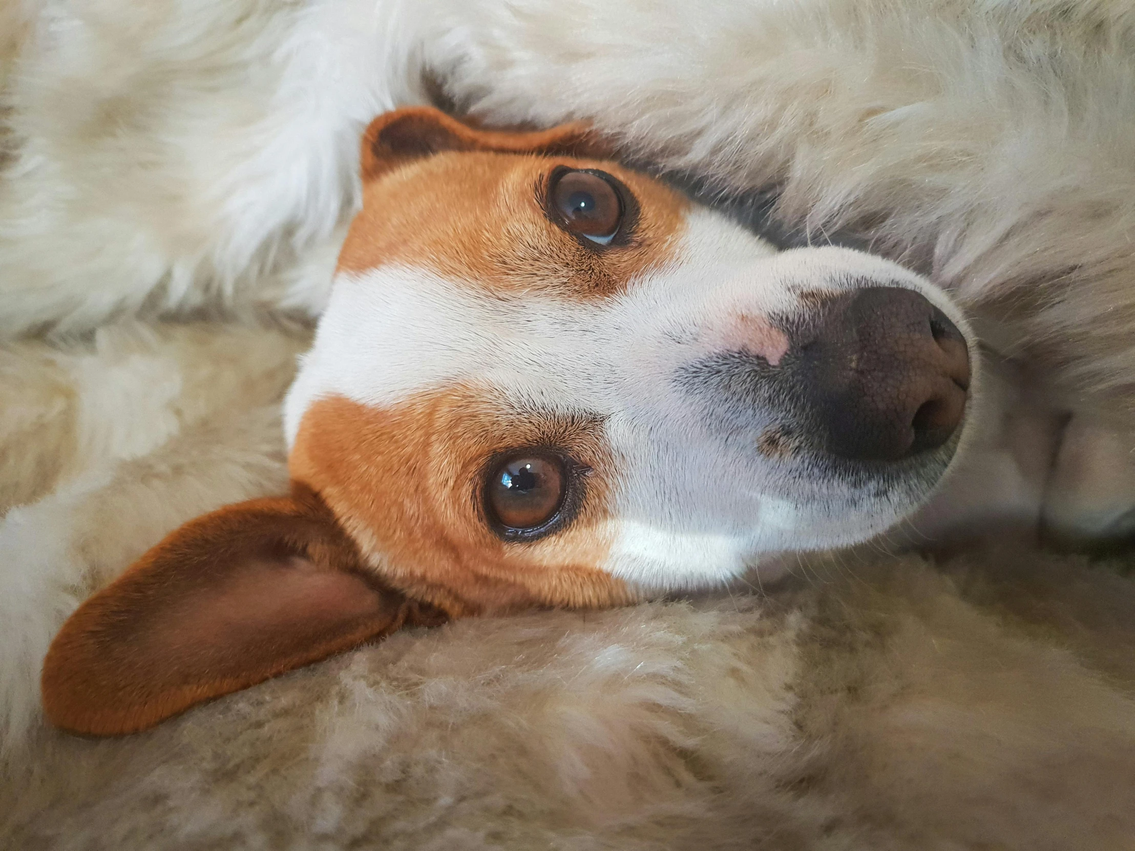 a brown and white dog laying on top of a bed, a portrait, inspired by Elke Vogelsang, pexels contest winner, photorealism, corgi, high angle closeup portrait, manuka, highly polished