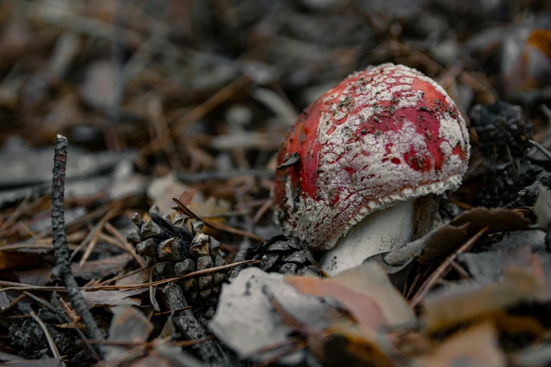 a close up of a mushroom on the ground, unsplash, red velvet, decay, low quality photo, fan favorite