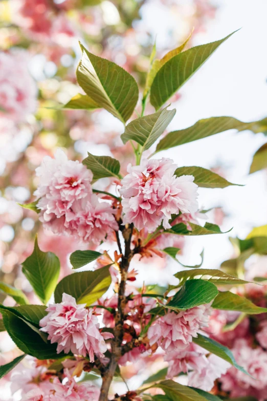 a close up of a tree with pink flowers