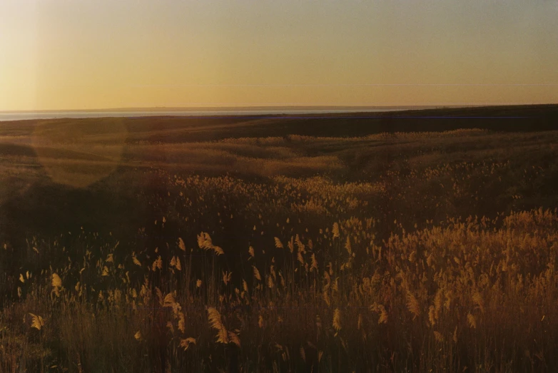 the sun is setting over a field of tall grass, an album cover, by Attila Meszlenyi, unsplash, australian tonalism, panoramic anamorphic, 1960s color photograph, coastal, wyoming