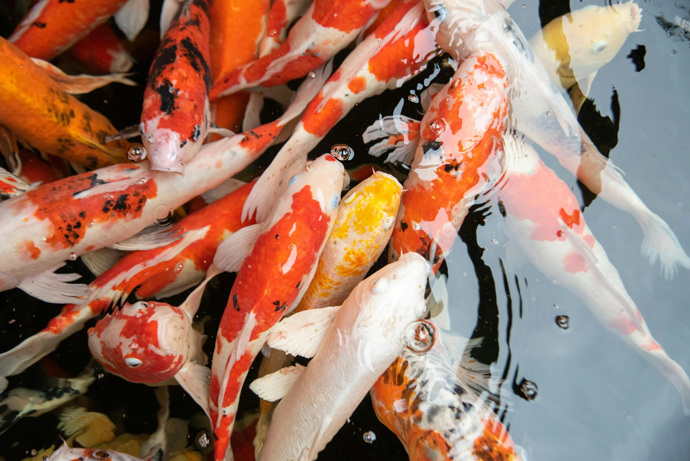 a group of koi fish swimming in a pond, an album cover, by Carey Morris, trending on unsplash, fan favorite, fish seafood markets, imari, 2000s photo