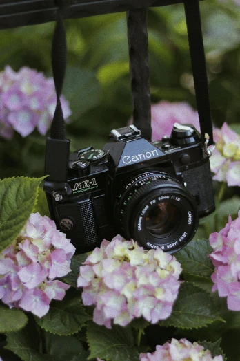 a camera sitting on top of a bunch of flowers, canon a 1, fan favorite, lush surroundings, lightweight