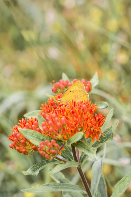 a butterfly that is sitting on a flower, by Jessie Algie, unsplash, flame shrubs, square, prairie, full frame image