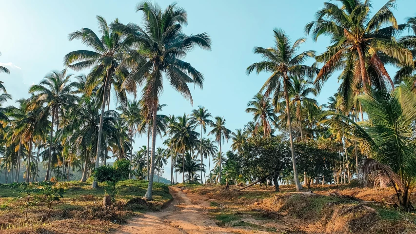 a dirt road surrounded by palm trees on a sunny day, pexels contest winner, hurufiyya, sri lanka, thumbnail, 💋 💄 👠 👗, ad image
