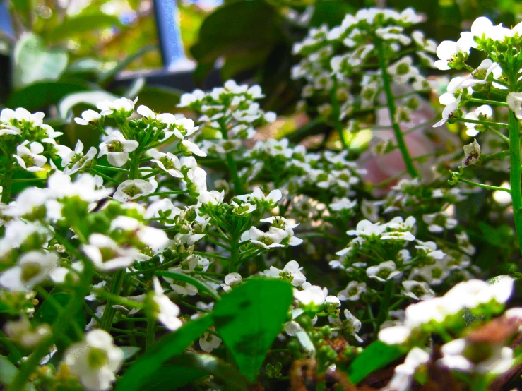 a close up of a bunch of white flowers, hurufiyya, covered in plants, in a verdant garden, instagram photo, potted plant