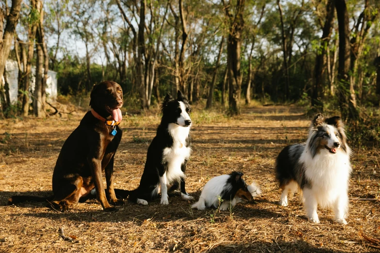 a group of dogs sitting next to each other, unsplash, sydney park, conde nast traveler photo, fan favorite, border collie