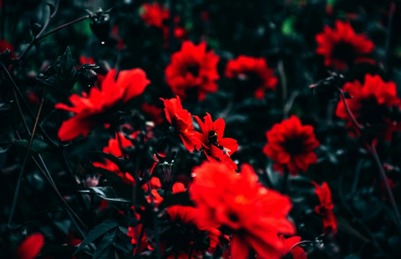 a bunch of red flowers in a field, by Adam Marczyński, pexels contest winner, dark colors, instagram picture, red and obsidian neon, dahlias