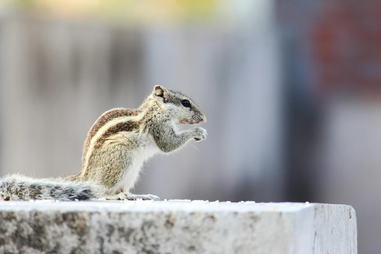 a squirrel sitting on top of a cement block, trending on pexels, squirrel/tiger, undertailed, a handsome, grain”