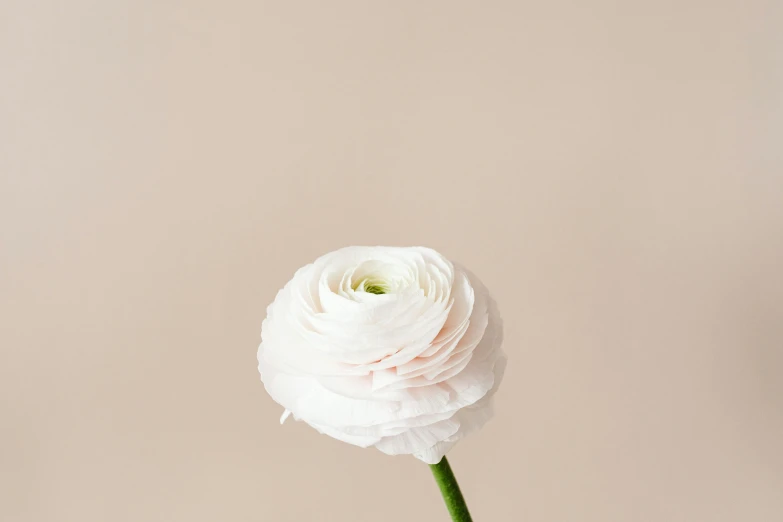 a close up of a flower in a vase, arabesque, light blush, sleek white, zoomed out, marshmallow