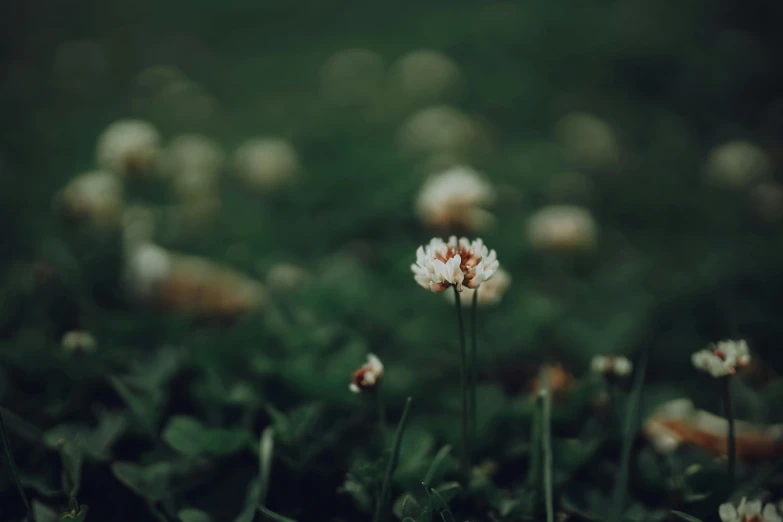 a white flower sitting on top of a lush green field, a macro photograph, inspired by Elsa Bleda, unsplash, minimalism, clover, brown flowers, background image