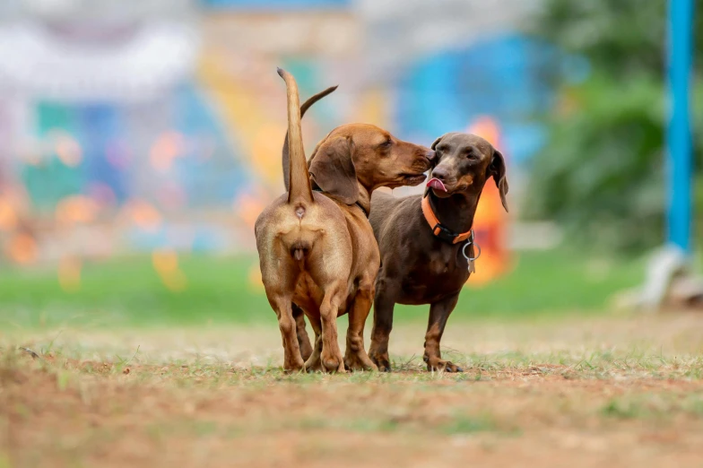 a couple of dogs standing on top of a grass covered field, pexels contest winner, dachshund, dancing with each other, tournament, 15081959 21121991 01012000 4k