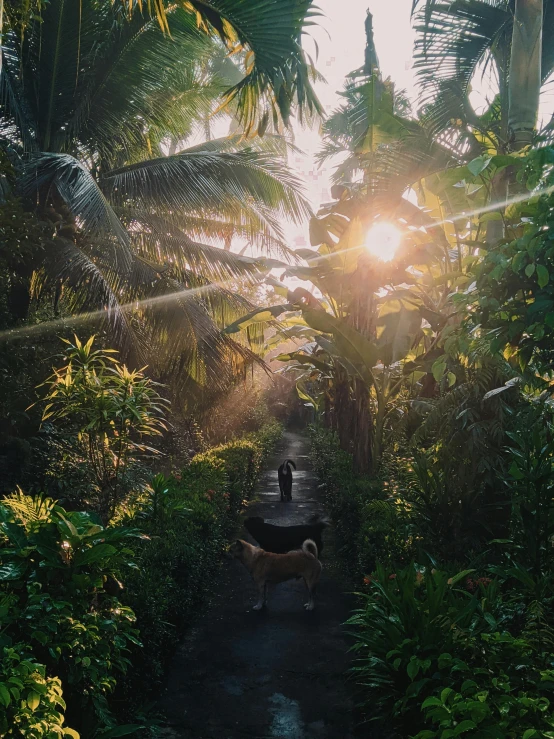 a person walking a dog through a jungle, by Sebastian Vrancx, pexels contest winner, golden hour in boracay, garden with fruits on trees, light from above, with palm trees in the back