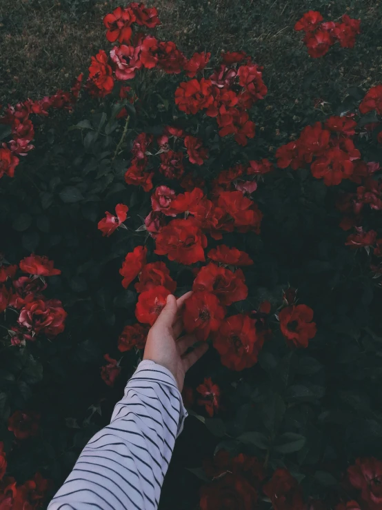 a person reaching for red flowers in a field, inspired by Elsa Bleda, aestheticism, tumblr aesthetic, rose garden, dark. no text, profile picture