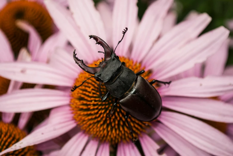 a beetle sitting on top of a purple flower, by Carey Morris, pexels contest winner, stag beetle, top down view, 🦩🪐🐞👩🏻🦳, pink bees