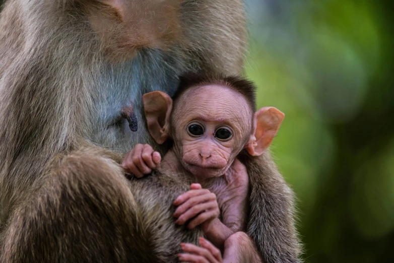 a baby monkey is held by its mother, a digital rendering, by Peter Churcher, unsplash contest winner, sumatraism, multiple layers, mongolia, pink, slide show