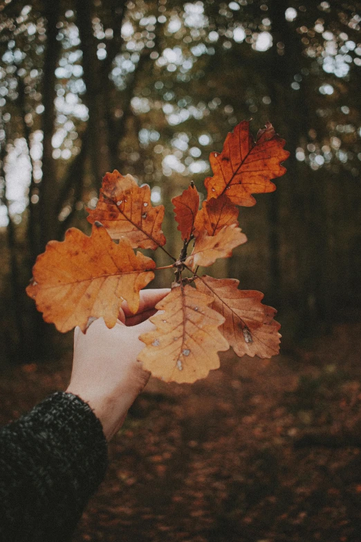 a person holding a leaf in a forest, pexels contest winner, aestheticism, oak leaves, ✨🕌🌙, a screenshot of a rusty, seasonal